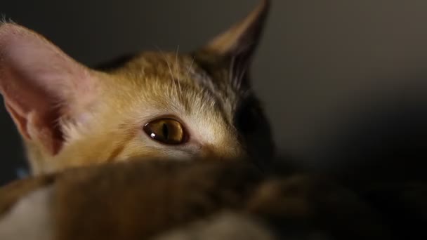Кошка Играет Домашних Условиях — стоковое видео