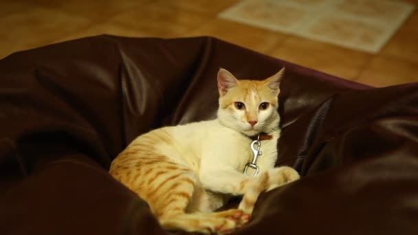 Кошка Играет Домашних Условиях — стоковое видео