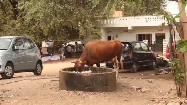 農村部の家で牛 — ストック動画