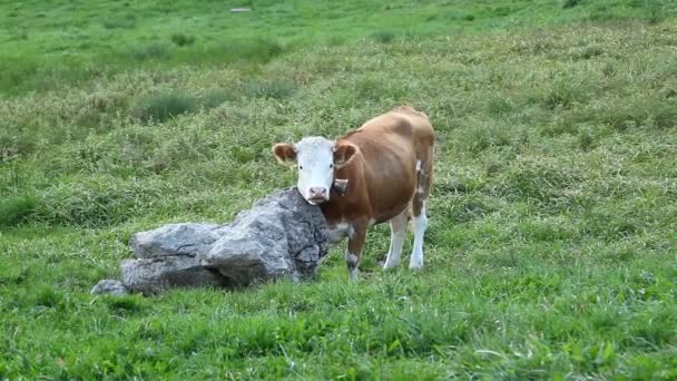 Vacas Campos Suiza — Vídeos de Stock