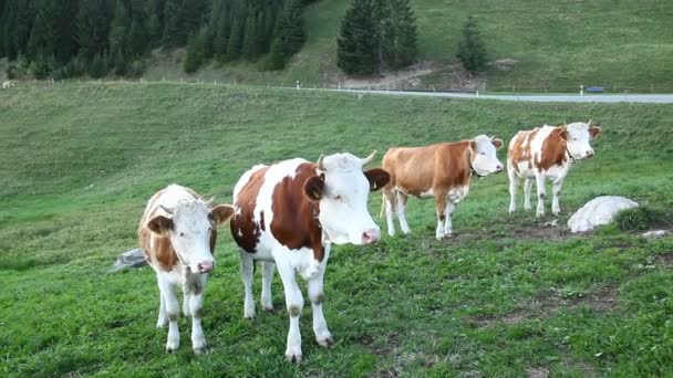 Vacas Campos Suiza — Vídeos de Stock