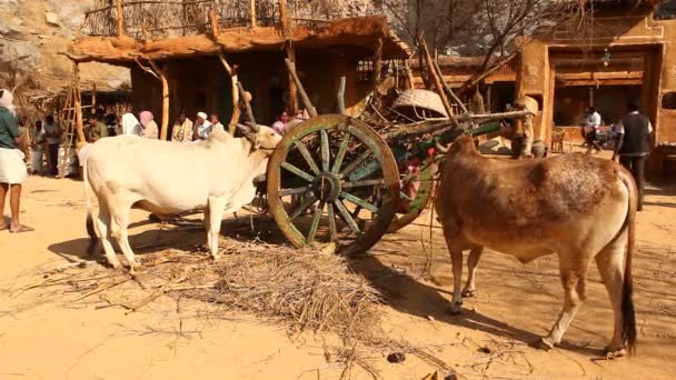 Buey Hogar Rural — Vídeos de Stock