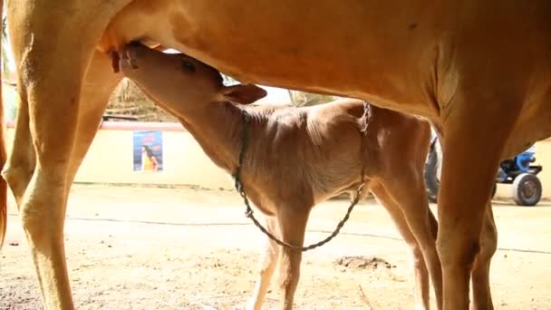 Ternero Vaca Hogar Rural — Vídeos de Stock