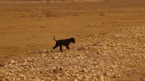 Οδός Σκύλος Στην Αγροτική Περιοχή — Αρχείο Βίντεο