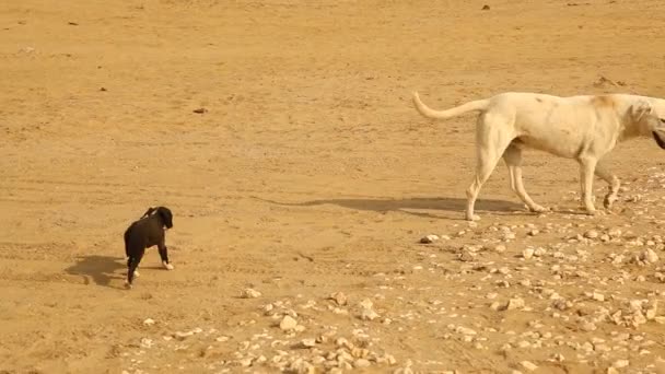 Kırsal Bölgedeki Sokak Köpeği — Stok video