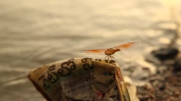 Makroaufnahme Einer Libelle — Stockvideo