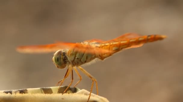 Macro Shot Dragonfly — Stock Video