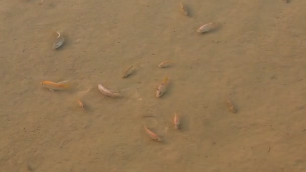 鱼缸中的鱼类养殖 — 图库视频影像