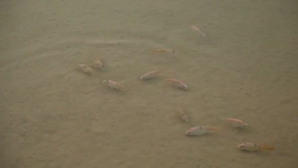 Balık Yetiştirme Akvaryumu — Stok video