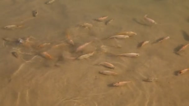 Рыбы Размножаются Аквариуме — стоковое видео