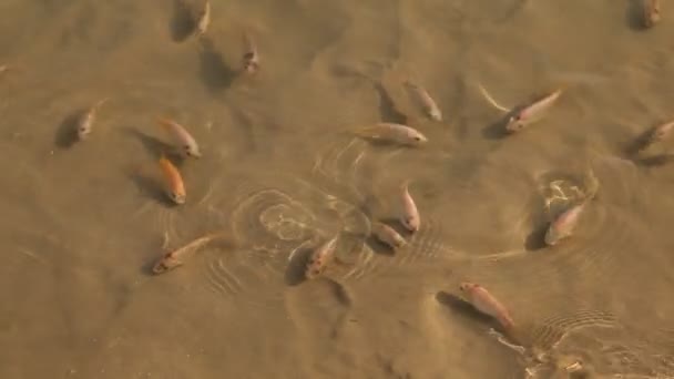 Balık Yetiştirme Akvaryumu — Stok video