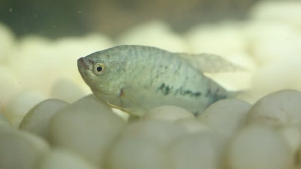 Vissen Broeden Fish Tank — Stockvideo