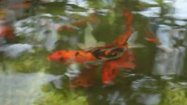 Fishes Breeding Fish Tank — Stock Video