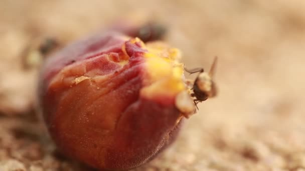 Imagini Macro Insect Fly — Videoclip de stoc