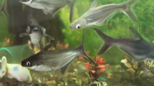 물고기 탱크에서 번식하는 새끼들 — 비디오