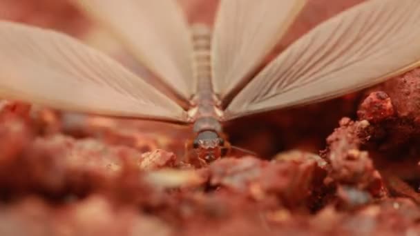 Macro Shot Van Insect Fly — Stockvideo