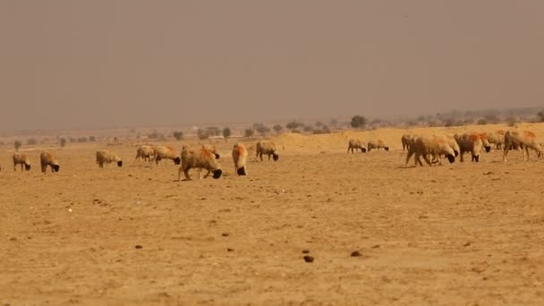 在印度拉贾斯坦沙漠山羊 — 图库视频影像