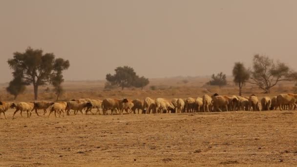Κατσίκες Στην Έρημο Του Ρατζαστάν Και Ινδία — Αρχείο Βίντεο