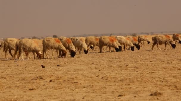 インド ラジャスタン砂漠のヤギ — ストック動画