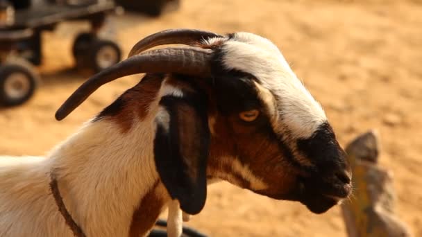 在印度拉贾斯坦沙漠山羊 — 图库视频影像