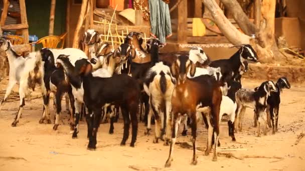Cabras Aldea Área Rural — Vídeo de stock