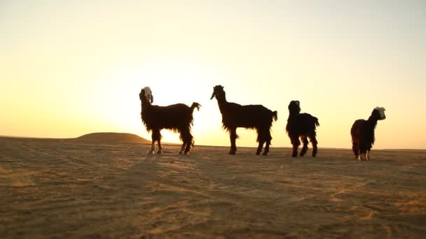 Kecskék Sivatagban Rajasthan Indiában — Stock videók