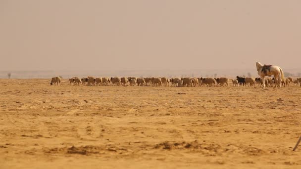 Ziegen Der Wüste Rajasthan Indien — Stockvideo