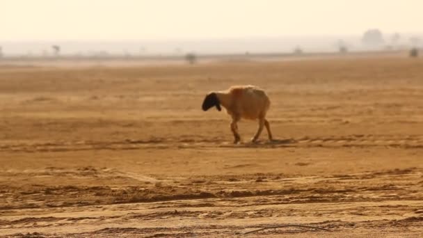 Kecskék Sivatagban Rajasthan Indiában — Stock videók