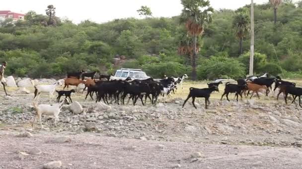 Cabras Aldeia Zona Rural — Vídeo de Stock