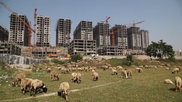 Chèvres Dans Village Rural — Video