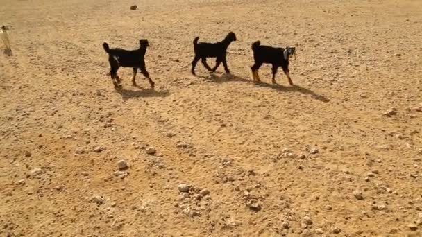 Козы Пустыне Раджастан Индия — стоковое видео