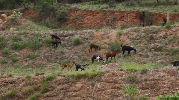 Chèvres Dans Village Rural — Video
