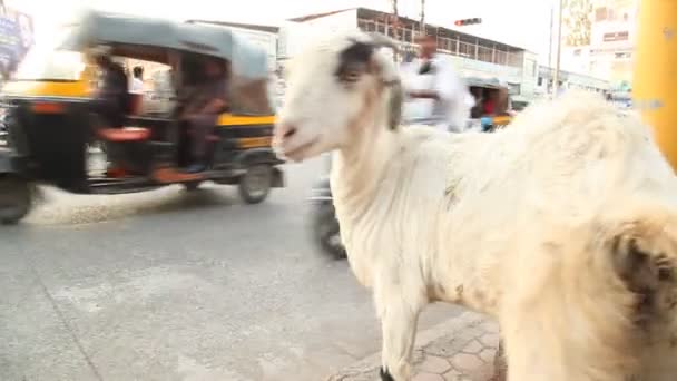 在城市道路中的山羊 — 图库视频影像