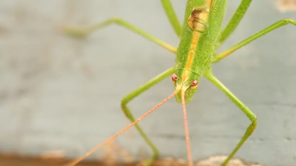 Grasshopperのマクロショット — ストック動画