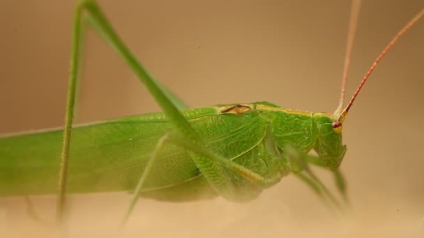 Grasshopperのマクロショット — ストック動画