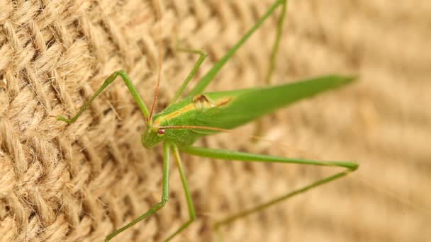 Macro Disparo Grasshopper — Vídeo de stock