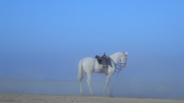 Cheval Dans Désert Rajasthan Inde — Video