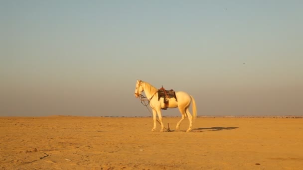 Cheval Dans Désert Rajasthan Inde — Video