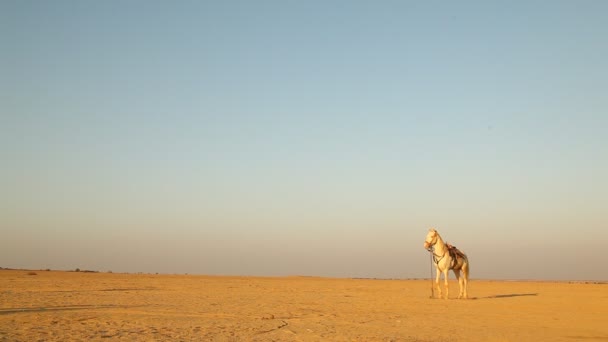 Caballo Desierto Rajastán India — Vídeo de stock