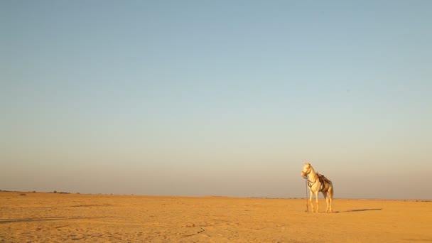 Cavalo Deserto Rajasthan Índia — Vídeo de Stock