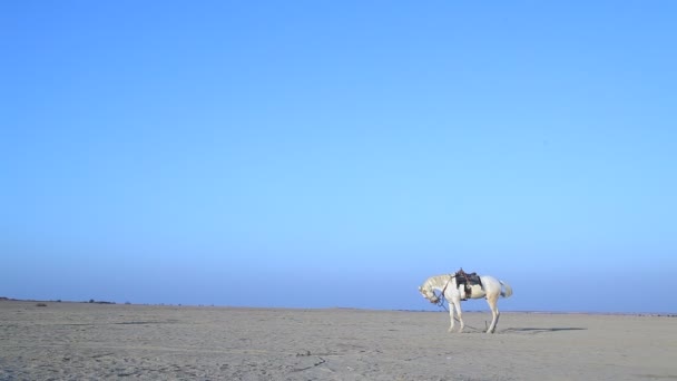 Pferd Der Wüste Rajasthan Indien — Stockvideo