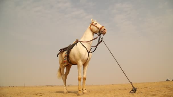 Koń Pustyni Radżastan Indie — Wideo stockowe