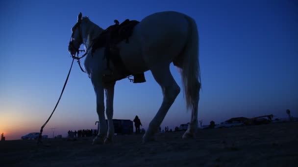 Cavallo Nel Deserto Rajasthan India — Video Stock
