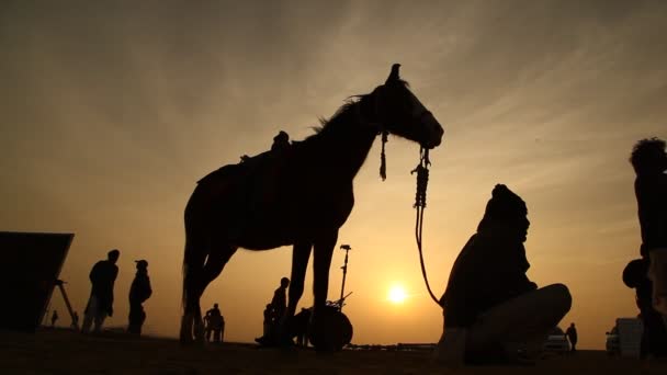 Кінь Пустелі Раджастана Індії — стокове відео