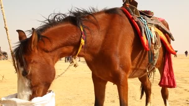 在印度拉贾斯坦沙漠马 — 图库视频影像