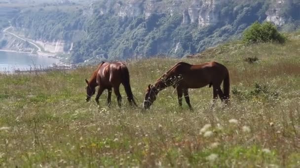 農村部で草を食べる馬 — ストック動画