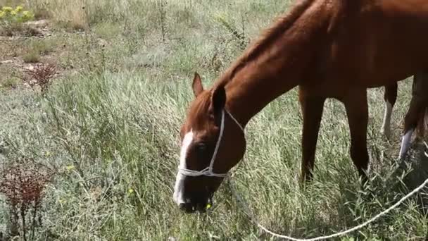 農村部で草を食べる馬 — ストック動画