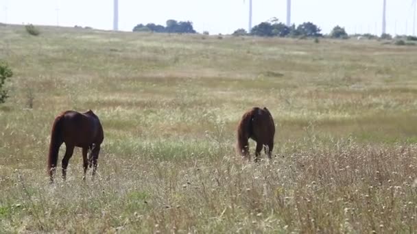 Hästar Som Äter Gräs Landsbygden — Stockvideo
