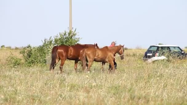 Cavalos Comendo Grama Área Rural — Vídeo de Stock