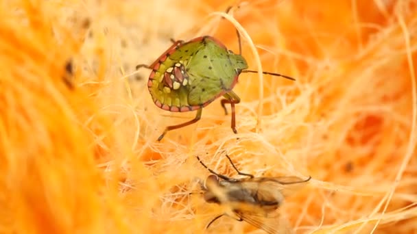 Macro Disparo Del Insecto Mosca — Vídeos de Stock